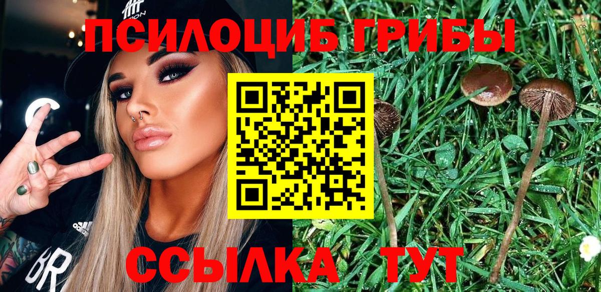 Псилоцибиновые грибы Psilocybe Тавда